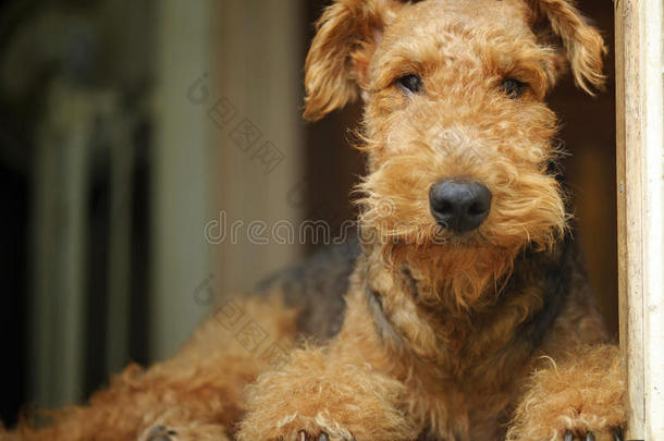 阿雷代尔猎犬泰迪熊宠物狗~猎犬之王