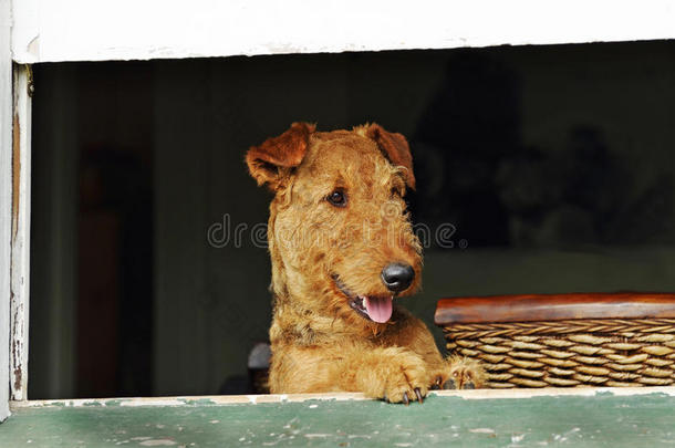 兴奋的快乐宠物狗站在房子的窗户等待主人回家