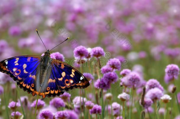 蝴蝶栖息在紫色的花朵全景上
