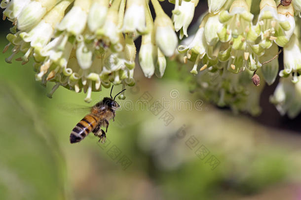 蜜蜂蜜蜂蜜蜂授粉野花