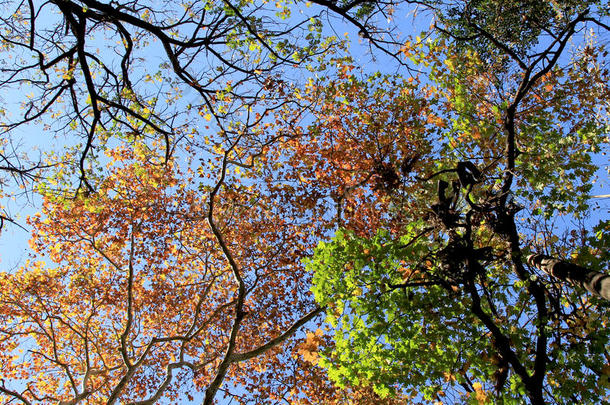 秋天的彩色树木在天空中。 抬头看看。