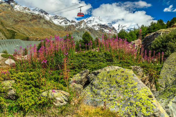 高山粉红花和雪山，瑞士，欧洲