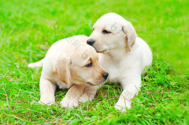 可爱的两只小狗，拉布拉多猎犬，躺在草地上