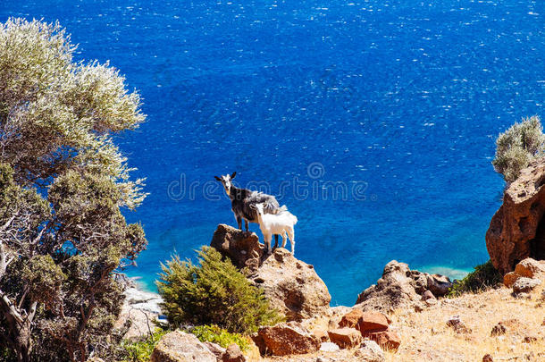 有趣的大山羊和小山羊站在海洋海岸线悬崖上