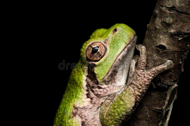 绿色的树蛙，橙色的眼睛挂在棕色的树枝上