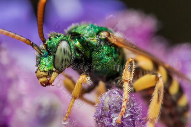 <strong>紫色花朵</strong>上的绿色金属汗蜂