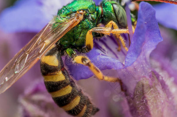 绿色金属汗蜂先潜入紫色的花朵