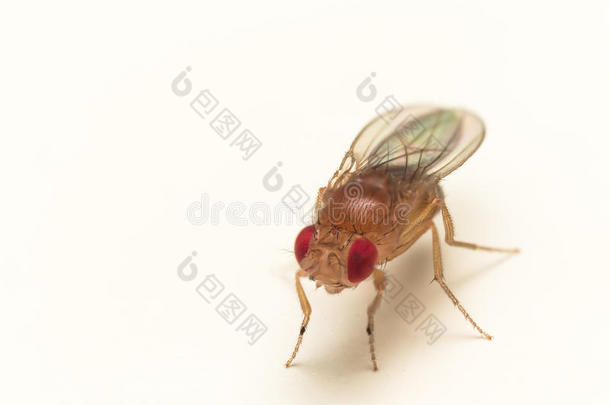 果蝇白色表面鲜红色眼睛的特写镜头