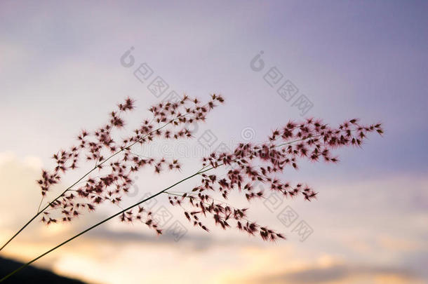 晚上的花草-紫色柔软的天空