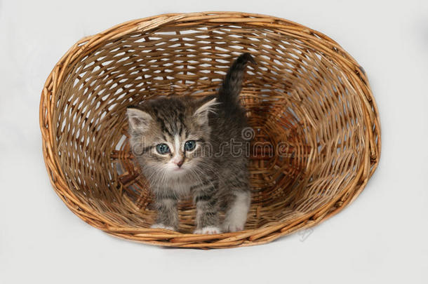 毛茸茸的灰白色小猫站在篮子里