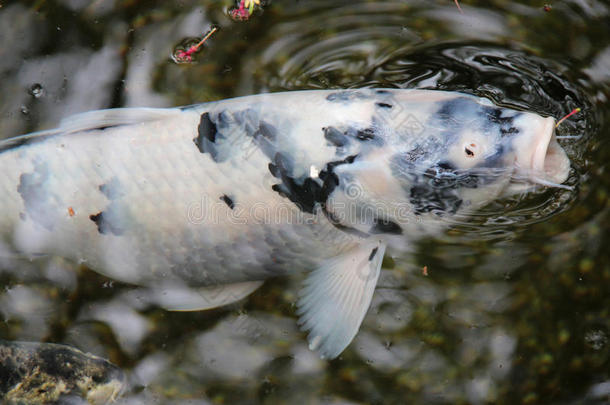 日本大阪一座佛教寺庙里，一条鲤鱼在池塘里游泳。