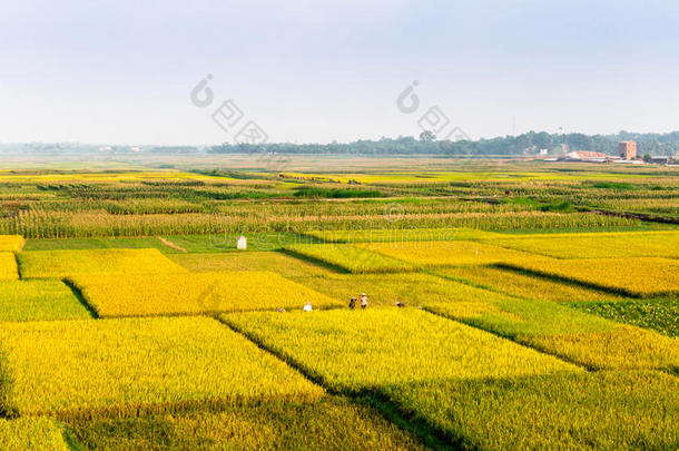 农民们在田里收集大米