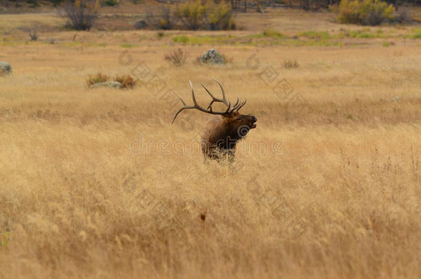 公牛麋鹿在岩石山的金色草地上<strong>鸣叫</strong>