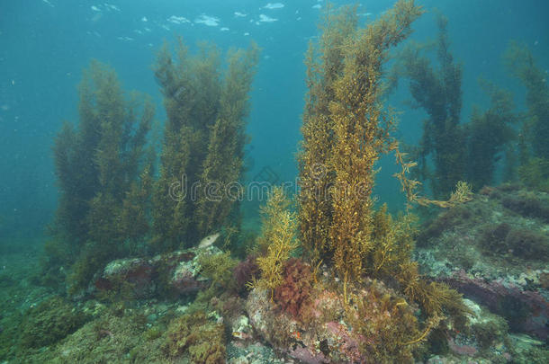 藻类奥克兰海湾蓝色底部