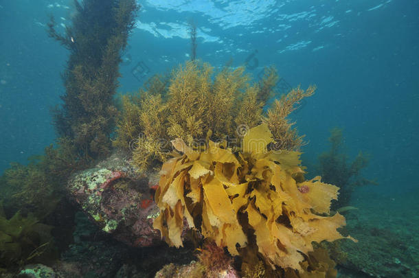 藻类奥克兰海湾蓝色底部