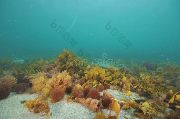 藻类奥克兰海湾蓝色底部