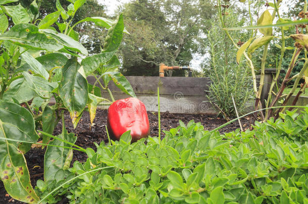 花园里的青椒和红椒