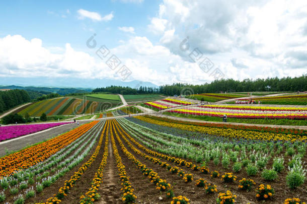 北海道花田，日本，2015年7月