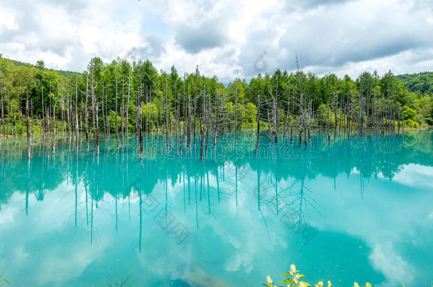 蓝色池塘(在BIEI)北海道，日本，2015年7月