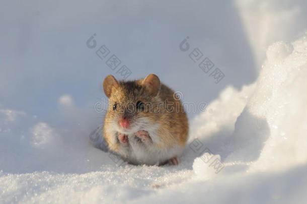 雪中冬天老鼠的正面景色