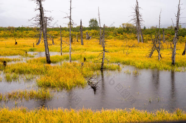 枯树站立，潮湿的沼泽湿地，Turnagain手臂阿拉斯加