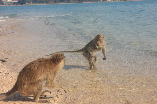 动物约会亚洲香蕉海滩