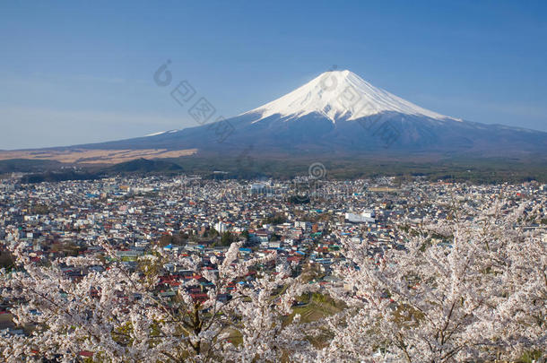 美丽的富士山和樱花樱花在日本春天