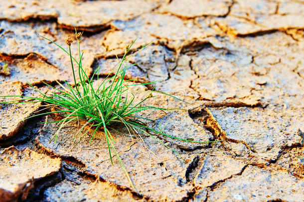 干裂土地绿芽，污染土地逆境治愈世界新希望生命保护环境