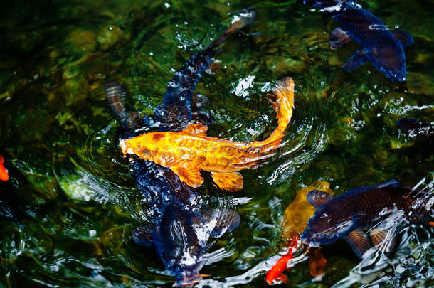 金色、蓝色和红色的锦鲤鱼