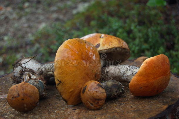 在树桩上聚集了橘帽牛肝菌。