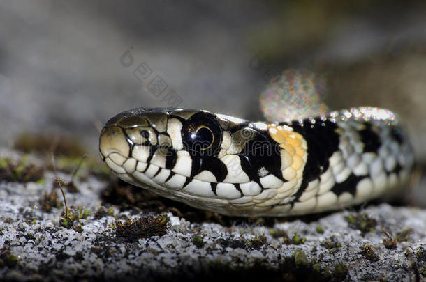 草蛇(NatrixNatrix)
