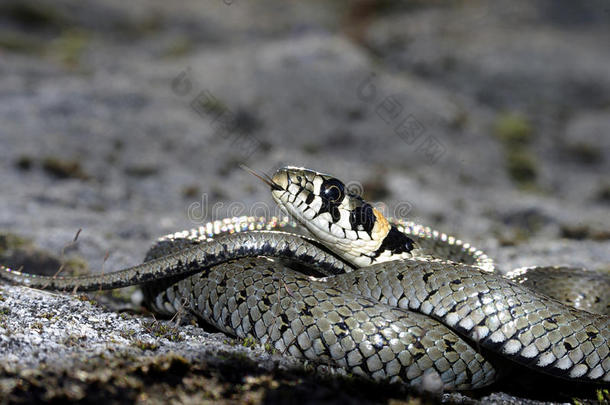 草蛇(NatrixNatrix)