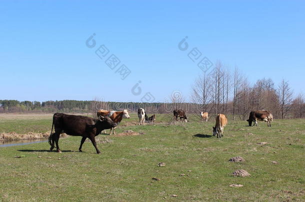 农场牧场上的奶牛