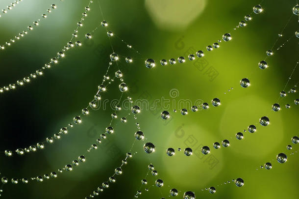 蜘蛛线上美丽的露珠