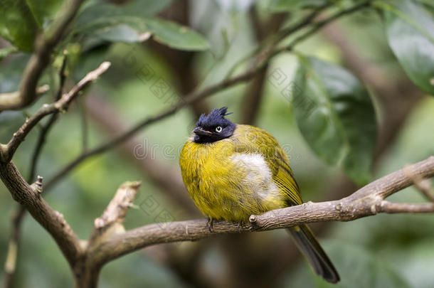 香港公园愤怒的小鸟