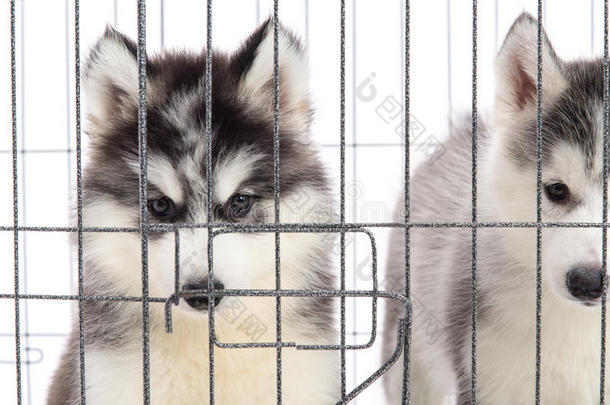 可爱的西伯利亚<strong>哈士奇</strong>小狗在笼子里的白色背景，Isol