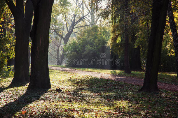 秋天公园里的落叶树