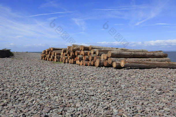 海滩上的木桩