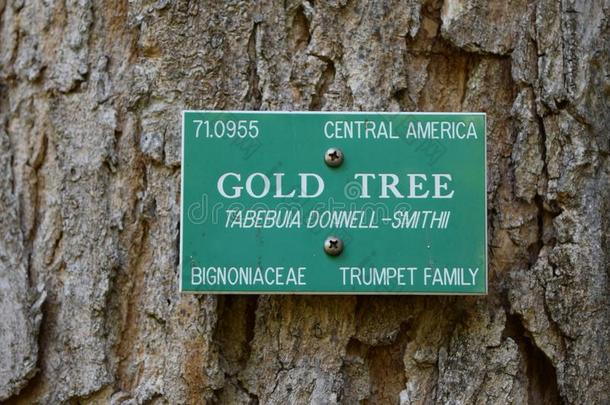 檀香山的一棵金树