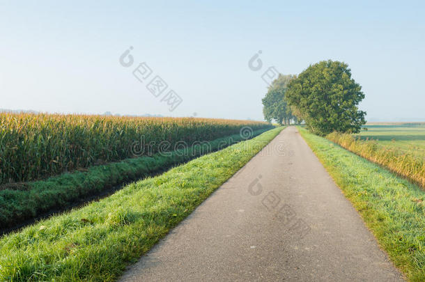 乡村道路，乡村环境中有树木