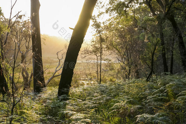 丛林漫步在波德里国家公园。 新南威尔士州。 澳大利亚