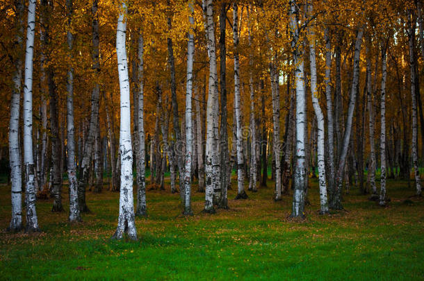 秋季景观，茂密的桦树林，自然