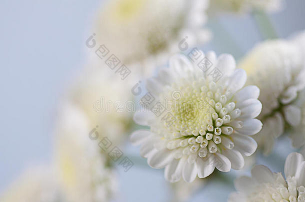 白色菊花在灰色上的精致花朵