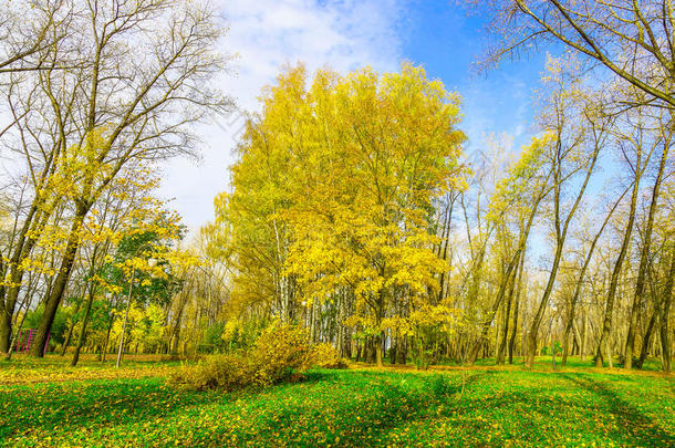 秋天的风景有黄色的桦树