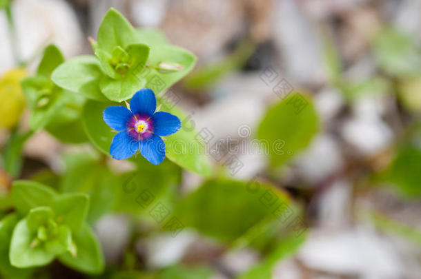 蓝色的茴香或猩红的茴香花
