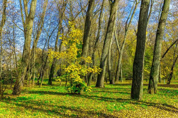 秋天阳光明媚的一天，公园里有五颜六色的枫树