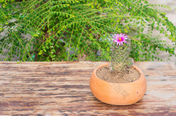 仙人掌与粉红色的花在花盆绿色背景