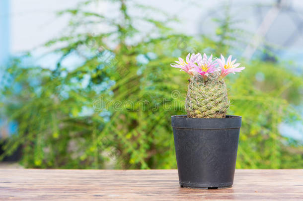 仙人掌与粉红色的花在花盆绿色背景