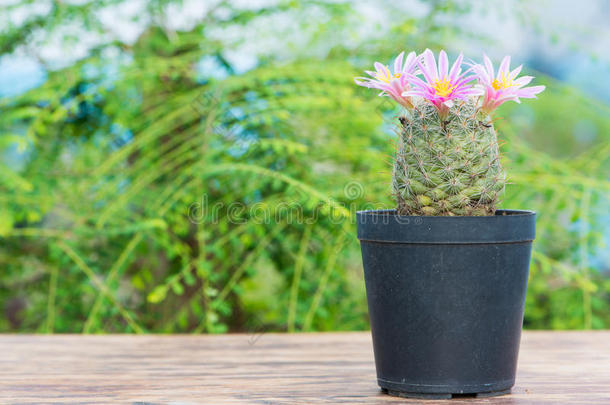 花盆里开粉红色花的仙人掌