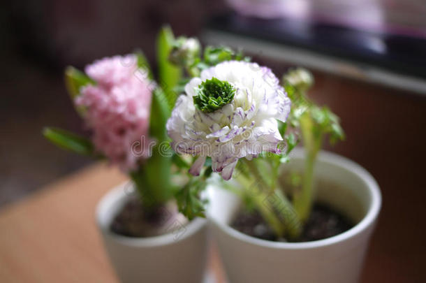 开花中国风花家风信子